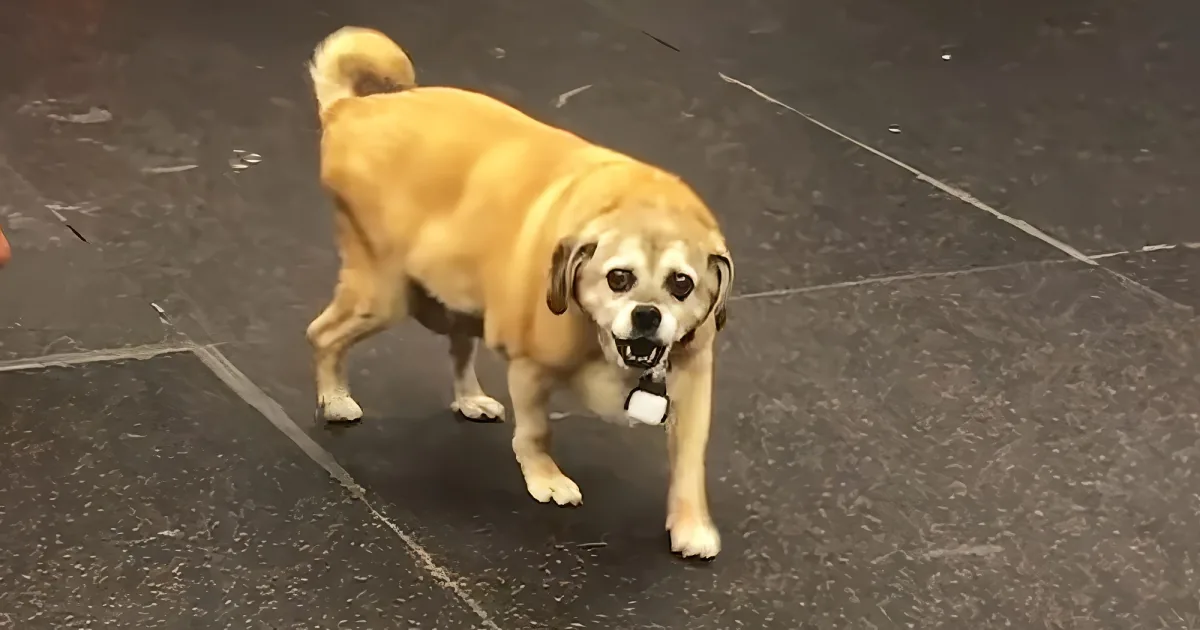 A light brown dog with floppy ears stands on a dark, textured surface, looking slightly to the side.