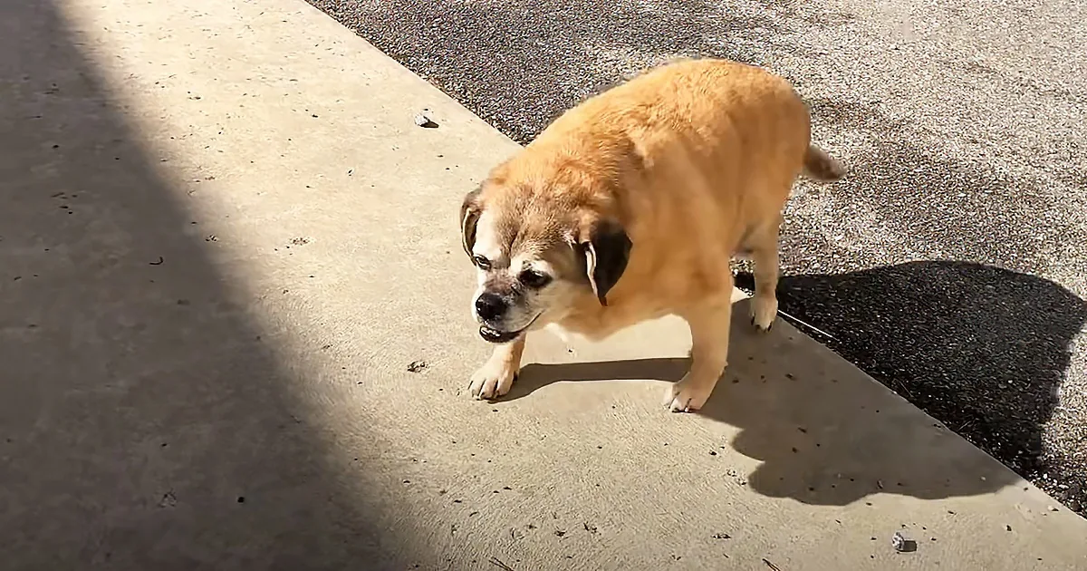 Obese Dog Gets Fit and Can''t Stop Smiling