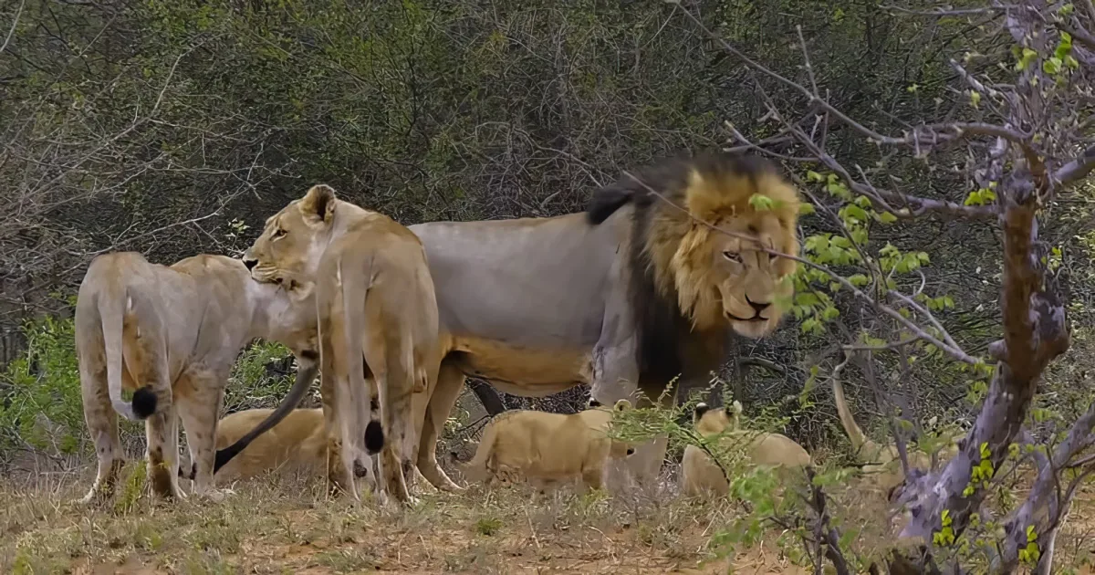 Lion cubs and their father