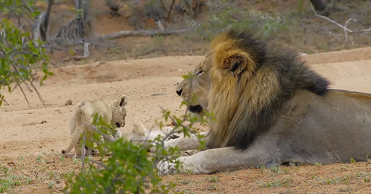 Lion Cubs Annoy Their Tired Father as Soon as He Returns Home