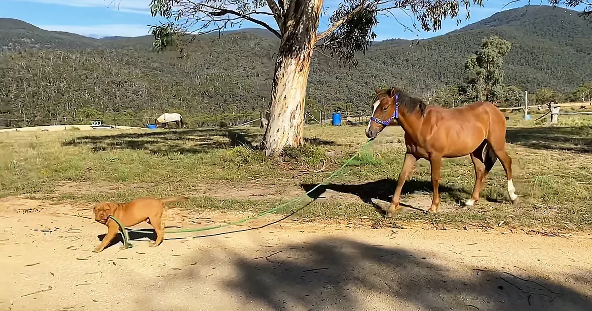 Exuberant Puppy Takes Horse for a Walk With Leash in Her Mouth