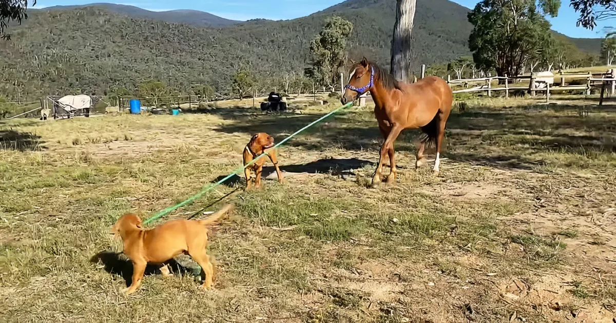 Puppy takes horse for a walk
