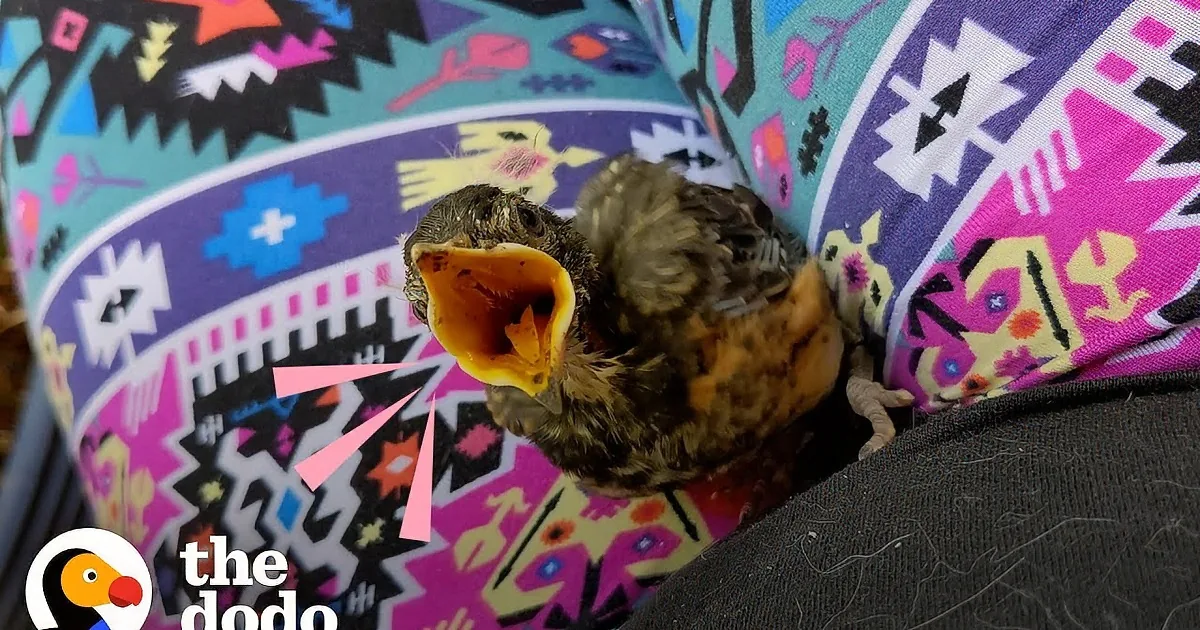 Rescued Baby Robin Learns to Fly With a Little Help From Mom