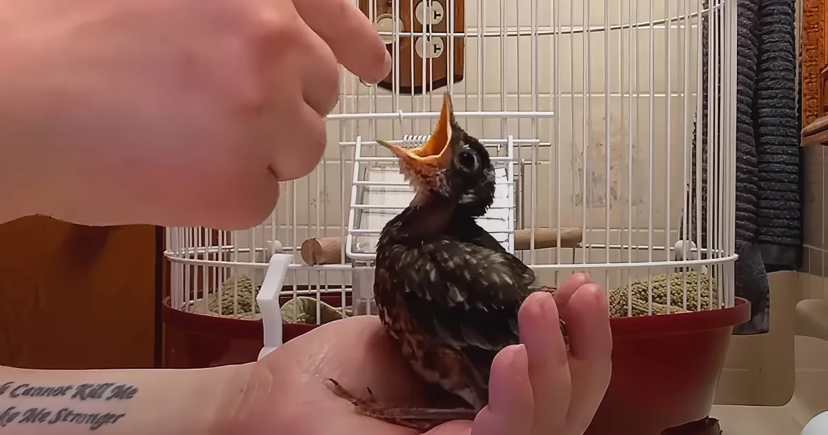 Rescued baby robin