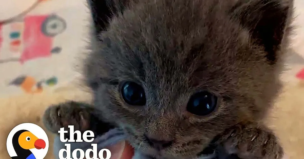 Tiny Kitten Who Won't Give up Bottle Is Warming Hearts Everywhere