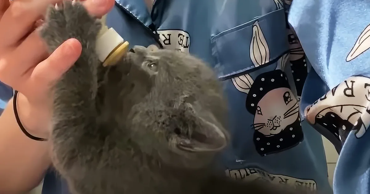A person feeds a small gray kitten with a bottle, wearing a blue apron with bunny prints.