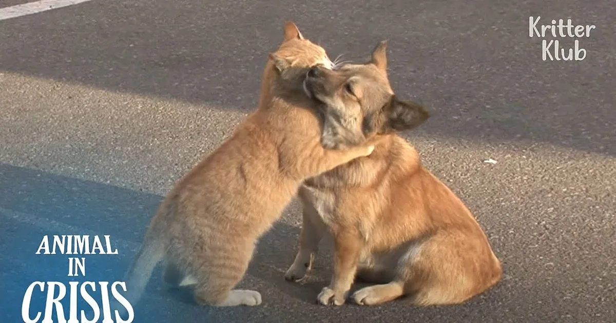 Abandoned Dog Waiting for Owners to Return Befriends Stray Cat