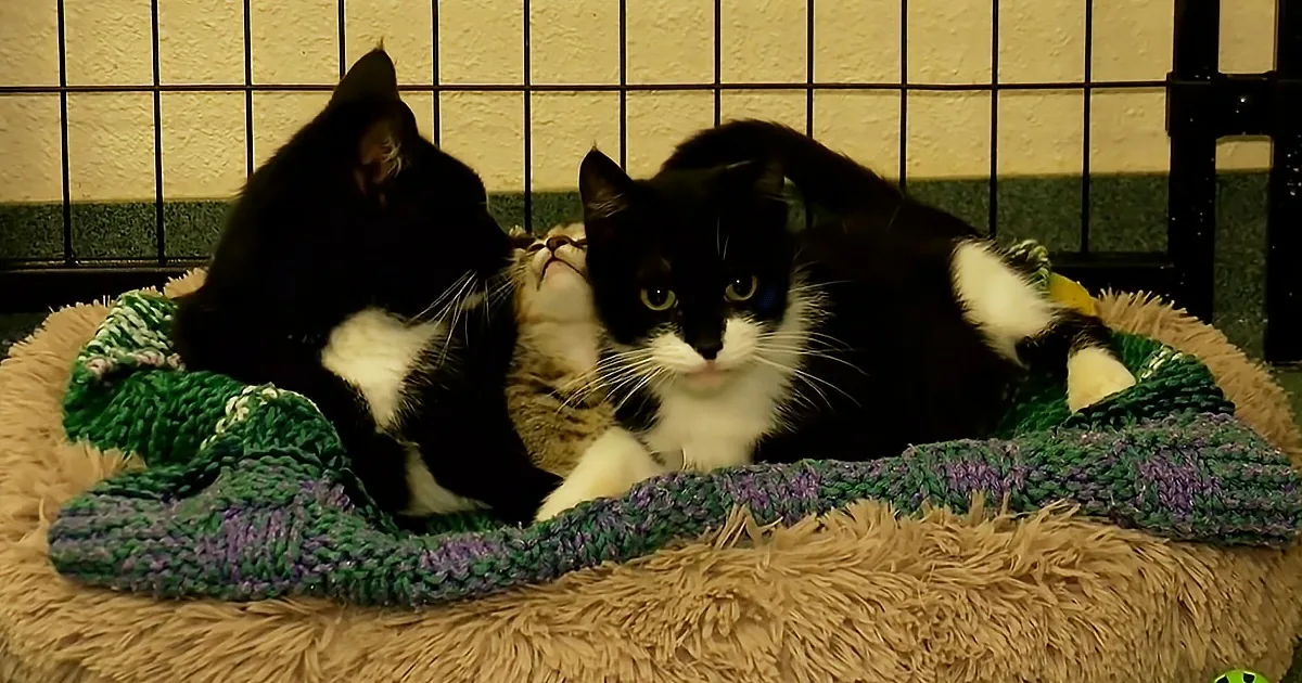 Kitten Learns to Be 'Seeing Eye' Cat for Blind Cat