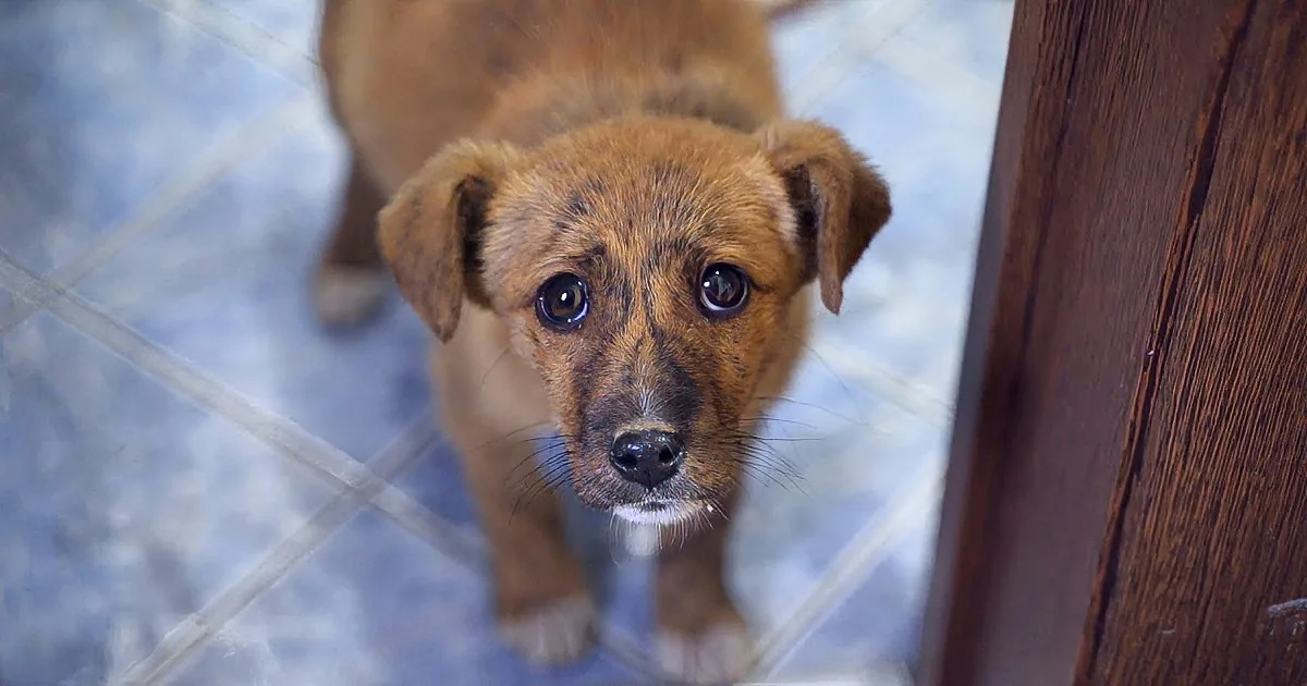 Puppy Abandoned on a Busy Street Wags Tail for Couple to Adopt Him