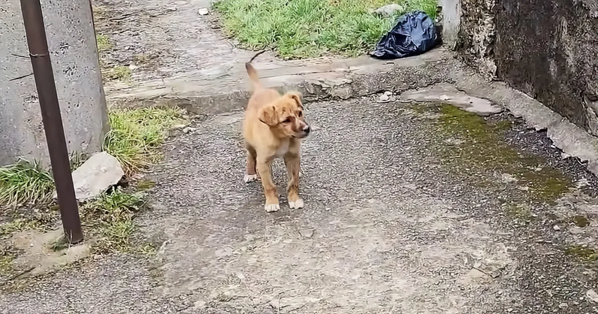 A small brown puppy stands on a gravel path near a wall with a black trash bag in the background.