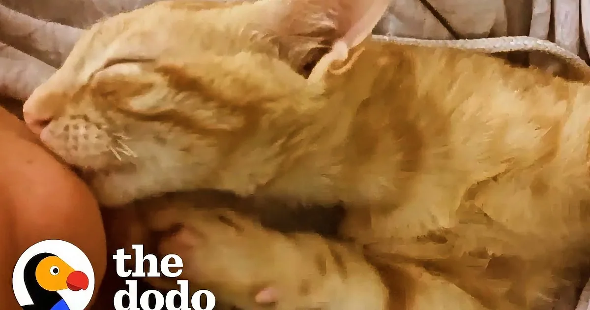 Kitten Melts Everyone''s Hearts With His Quirky Self-Soothing Behaviors