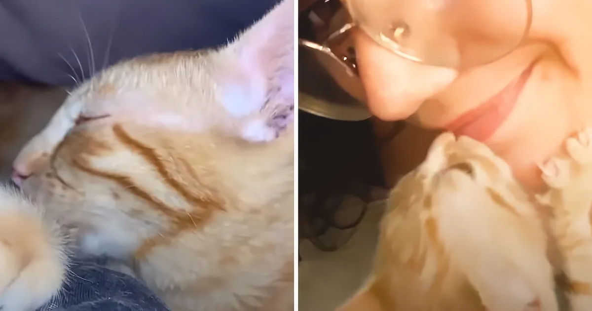 A serene orange tabby cat rests peacefully with its eyes closed, while a person holds a fluffy white object near their face.