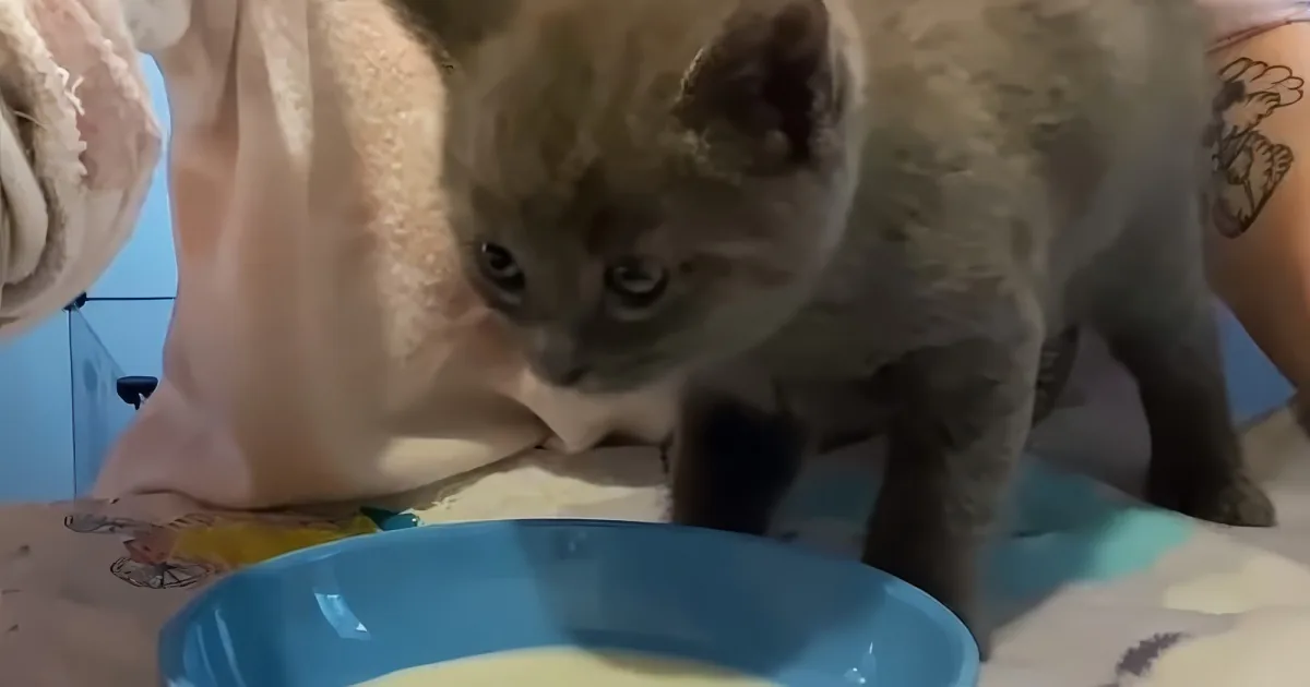 Tiny kitten loves being bottle-fed