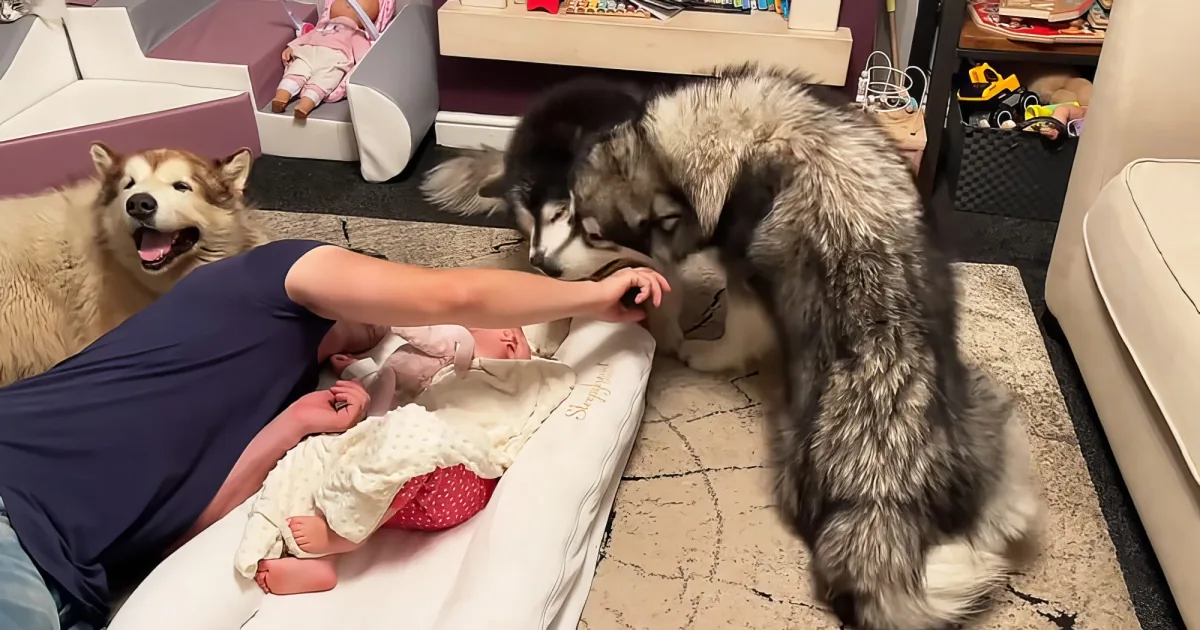Baby with guard dogs