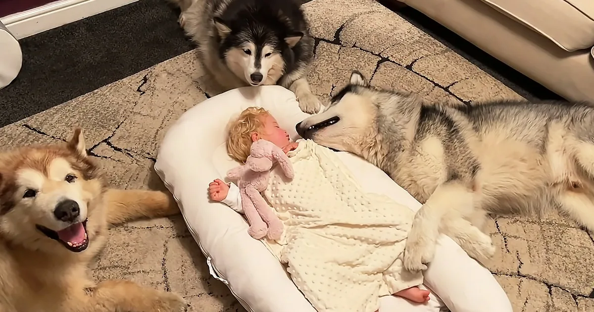 Sleeping Baby Surrounded by Three Huge Guard Dogs