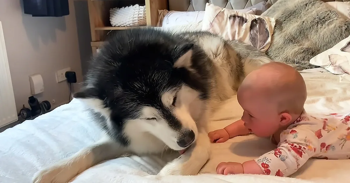 Giant Dog Gives Baby Crawling Lesson