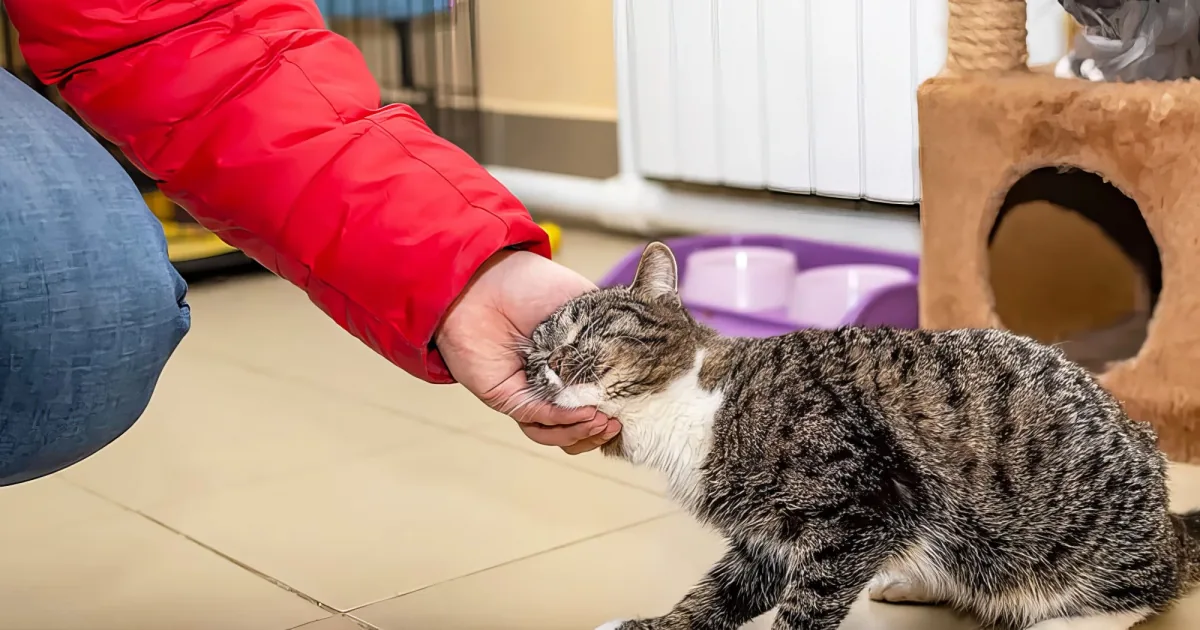 A person in a red jacket pets a relaxed tabby cat on a tiled floor near a cat tree and food bowls.