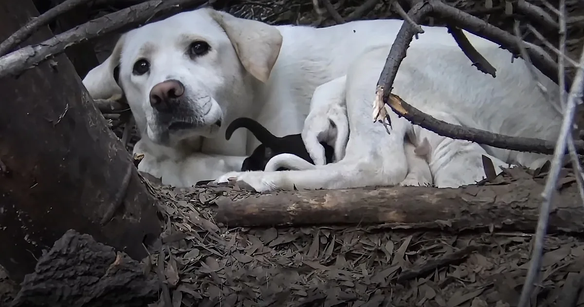 Stray Labrador Momma Protects Her Pups Until Rescuers Show Up
