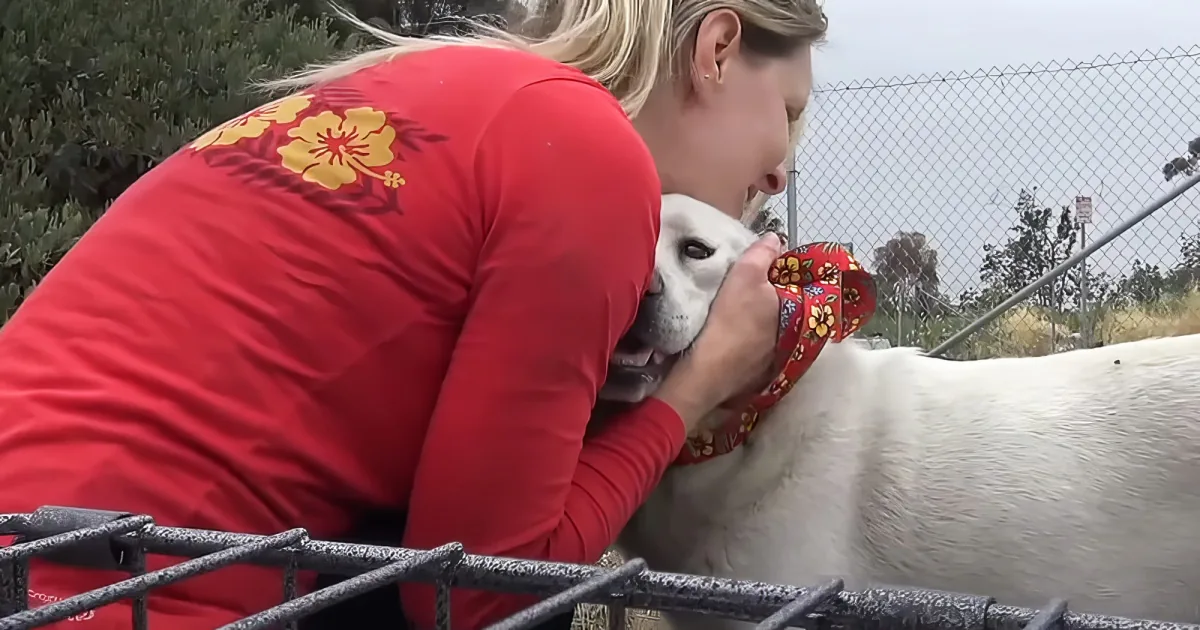 A woman in a red shirt holds a white dog, both near a fence, with trees and sky in the background.