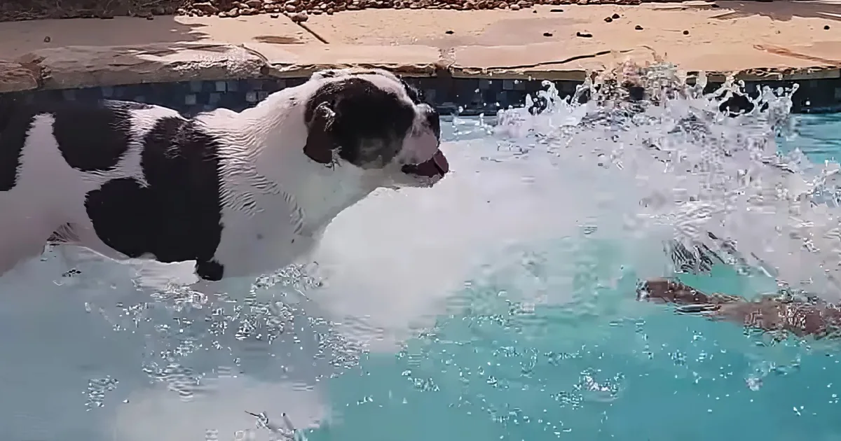A black-and-white dog splashes water in a pool, enjoying the summer day.