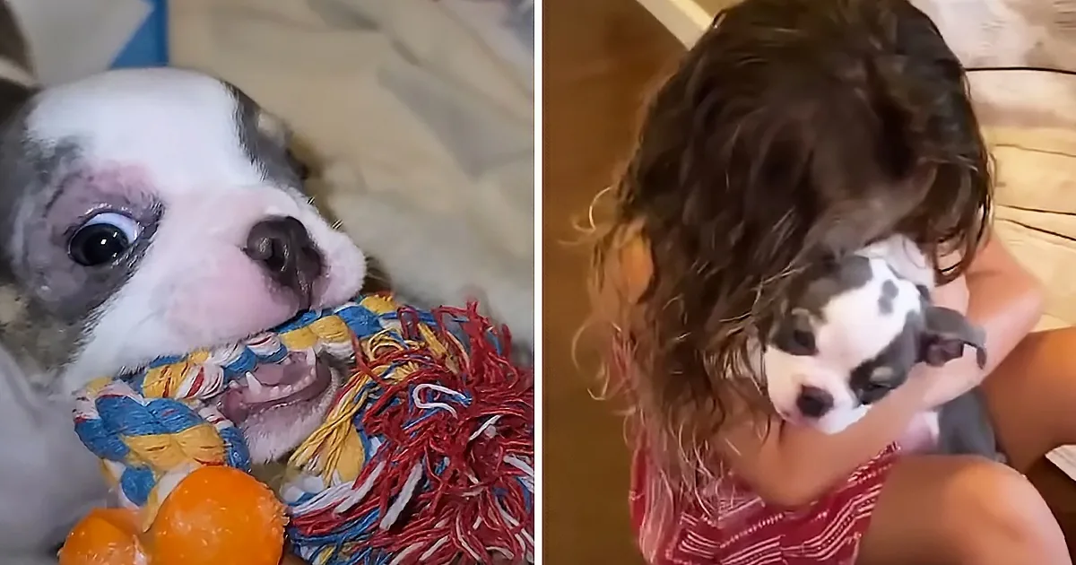 Tiny Puppy Has the Biggest Personality