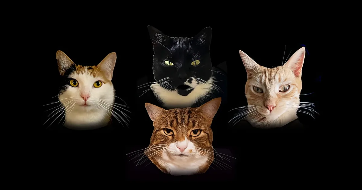 4 cats parody Queen's 'Bohemian Rhapsody'