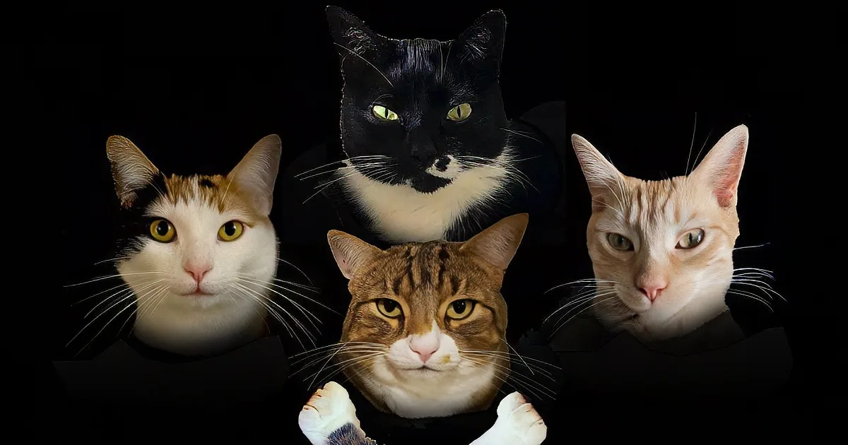 ''Bohemian Catsody' Has 4 Cats Parody Queen's 'Bohemian Rhapsody' in Hilarious Video'