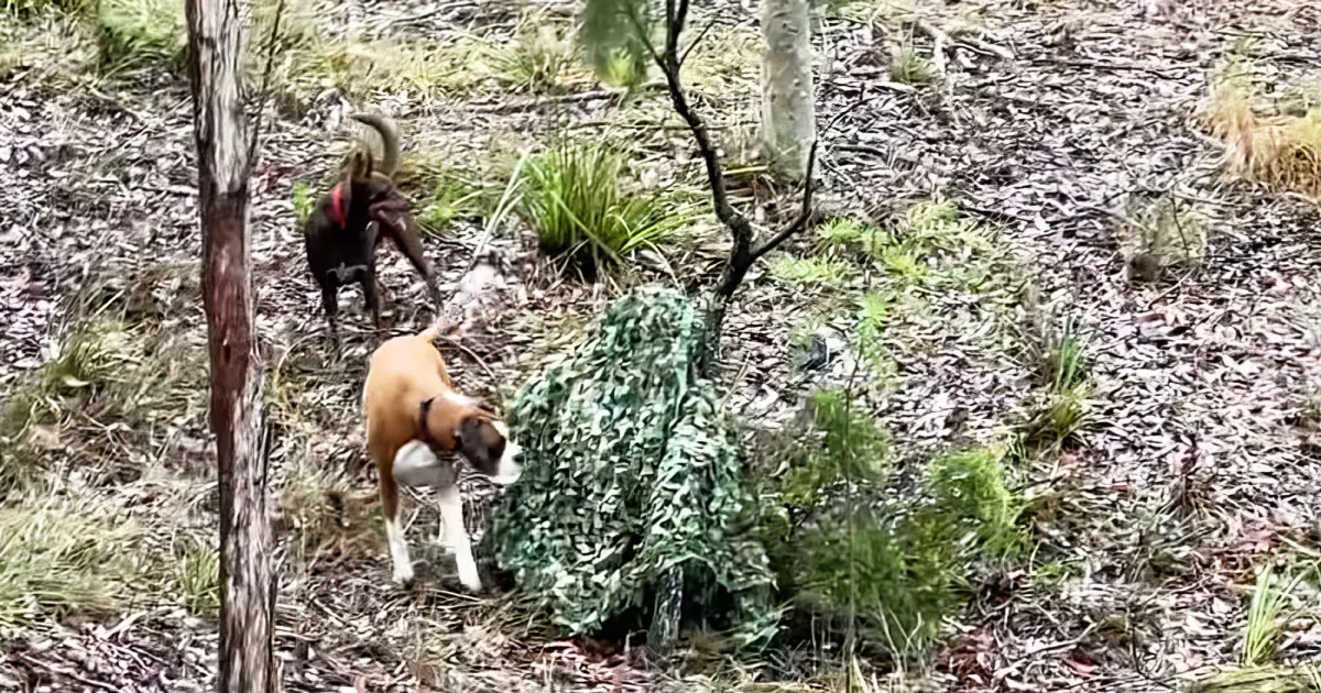Dogs in the woods