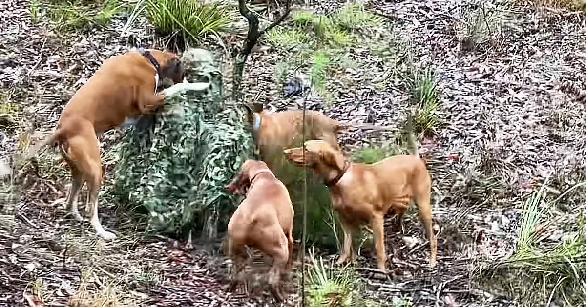 Adorable 'Super Pack' of Doggos Find Their Human Camouflaged in the Woods