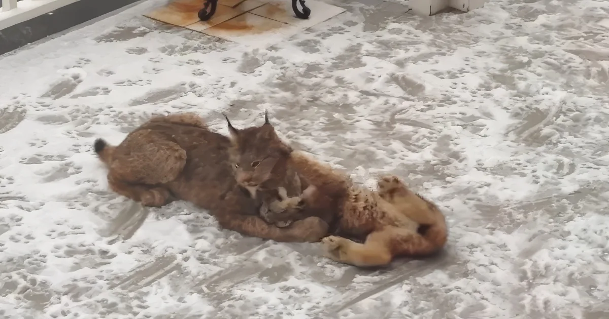 A lynx is lying on a snow-covered ground, appearing relaxed and comfortable.