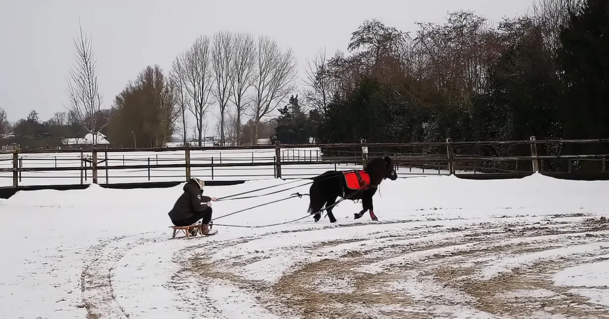 Equestrians pony sledding