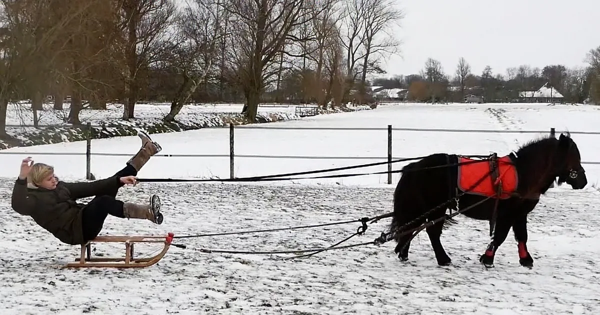 A person in winter attire is kneeling on a sled pulled by a small black horse in a snowy field.