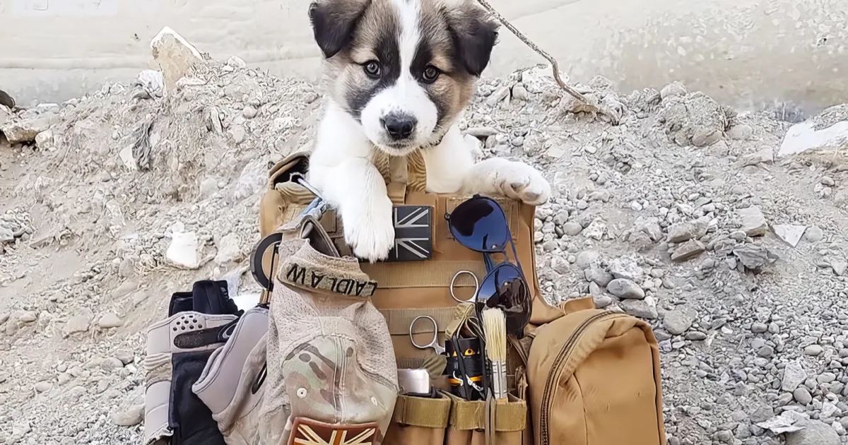A curious puppy with a white and brown coat is perched on a tactical gear bag amidst rocks and dirt.