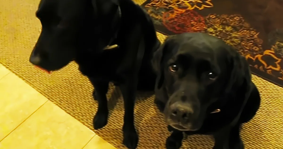 Two black dogs, one sitting and one standing, on a tiled floor with a patterned rug in the background.