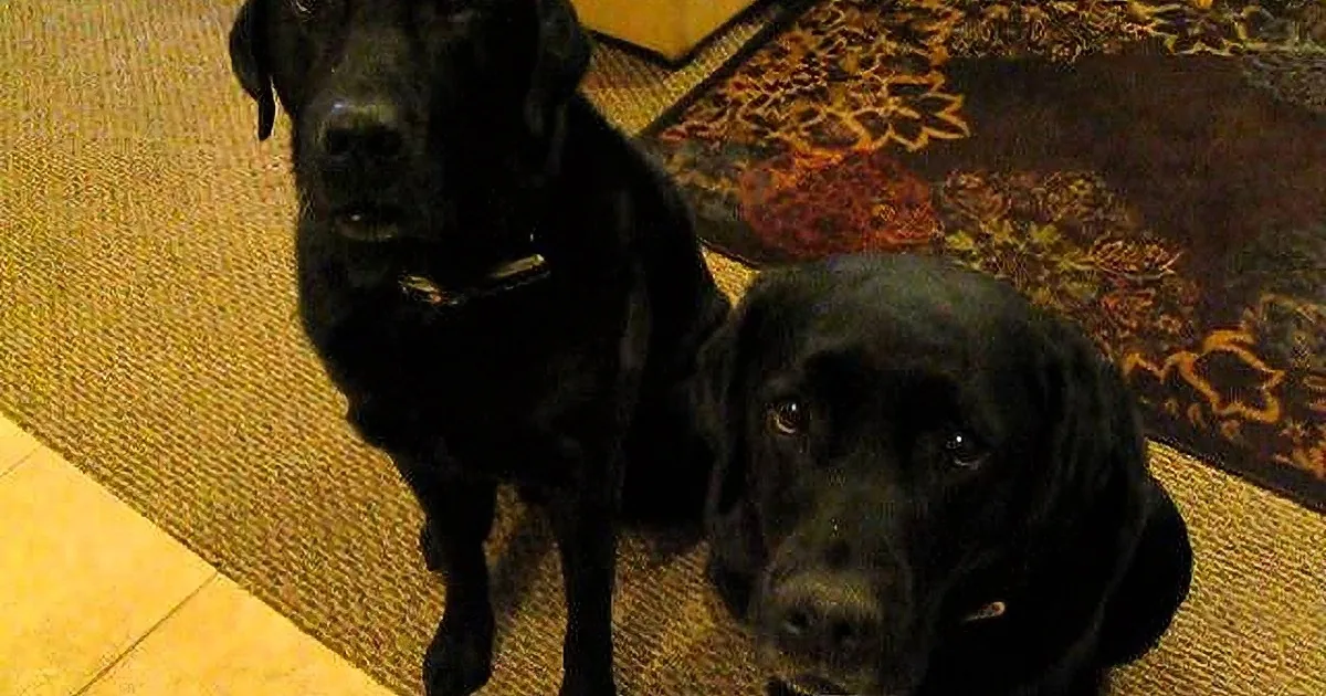 Cute Labrador Hilariously Snitches on Sister for Stealing Cookie