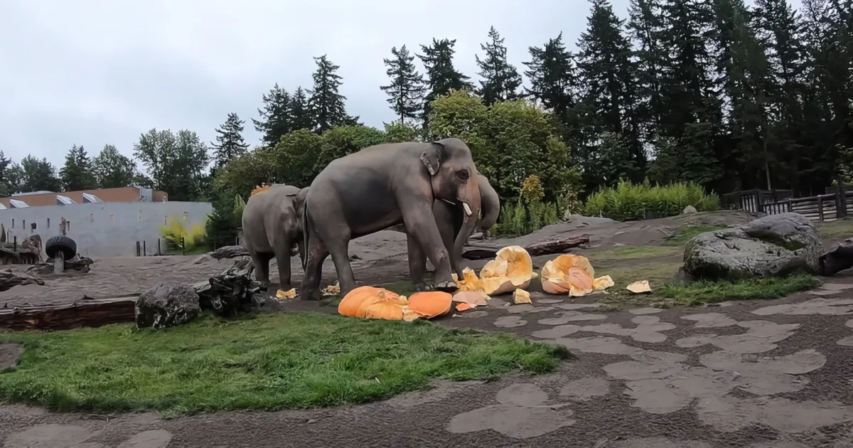 Elephant herd and giant pumpkins