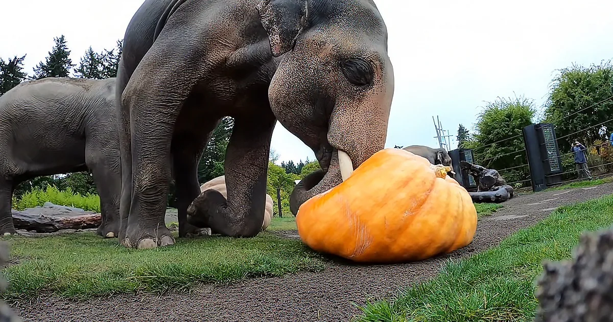 Elephant Herd Shows Giant Pumpkins Who''s Boss