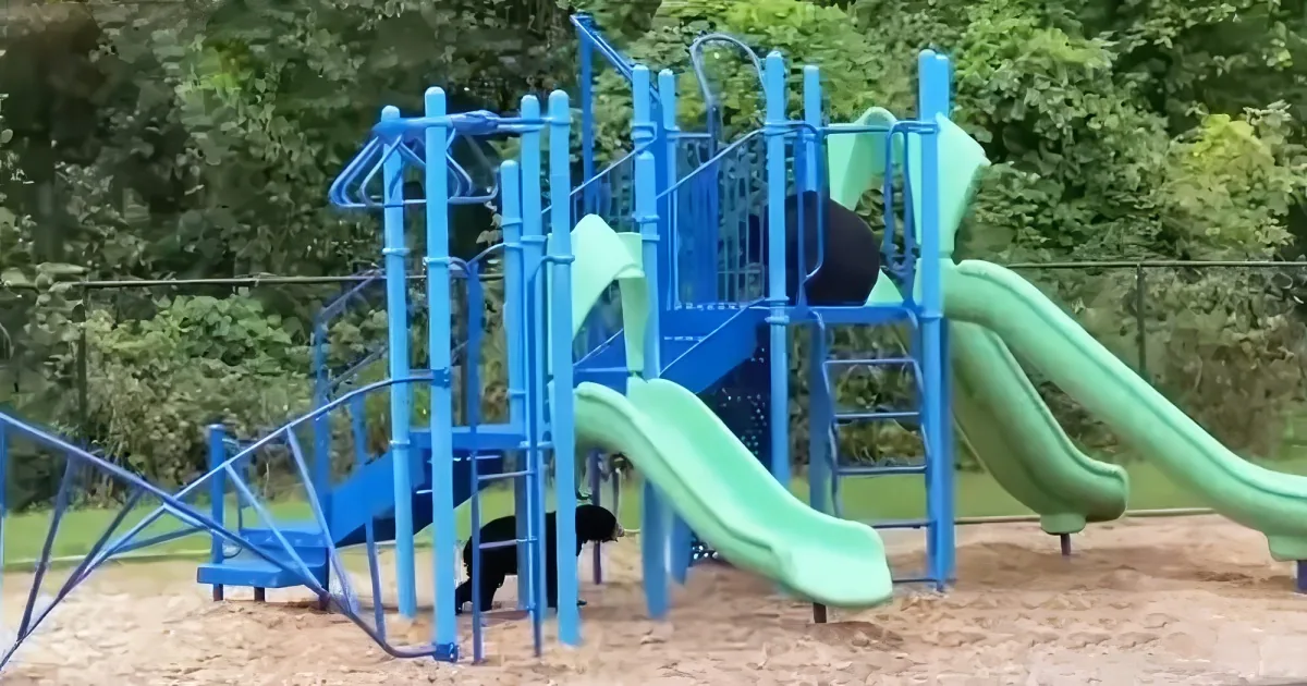 Mamma bear and cub playing