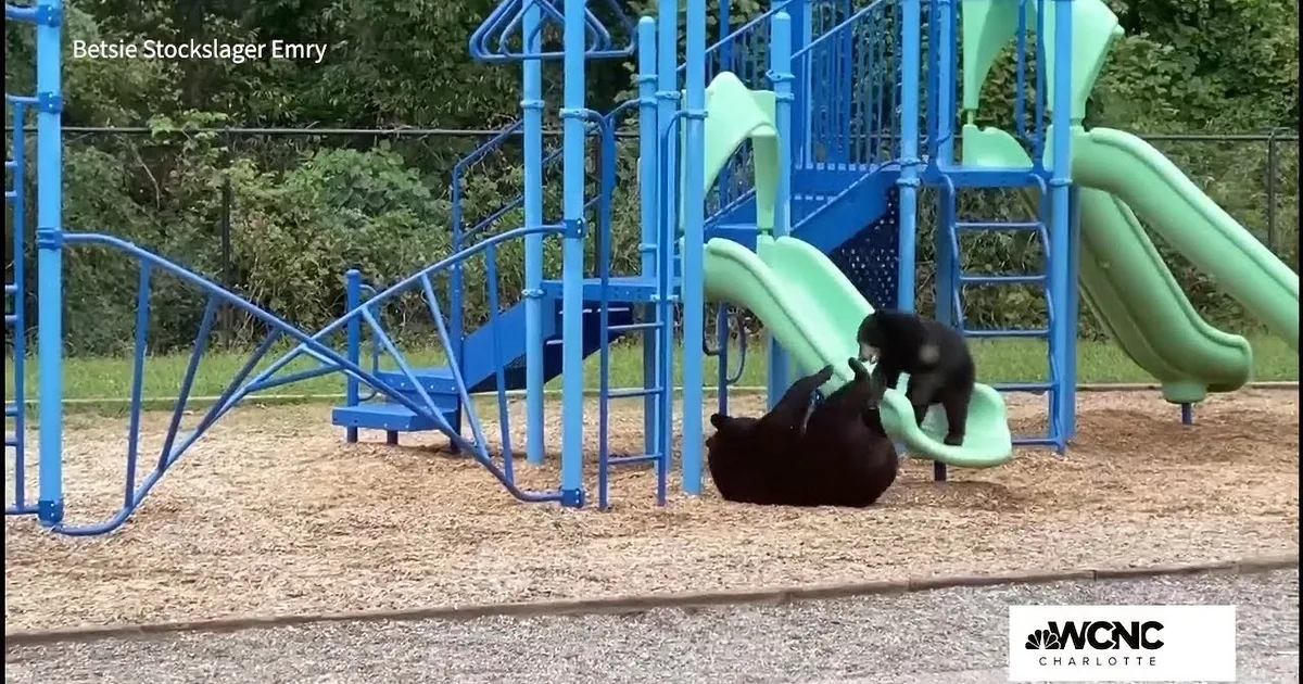 Mamma Bear Teaches Cub to Play on Slide With Hilarious Results