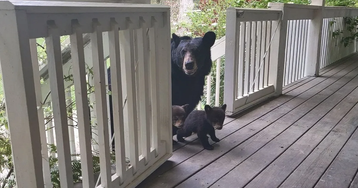 A black bear and two cubs are on a wooden deck, partially obscured by a white railing.