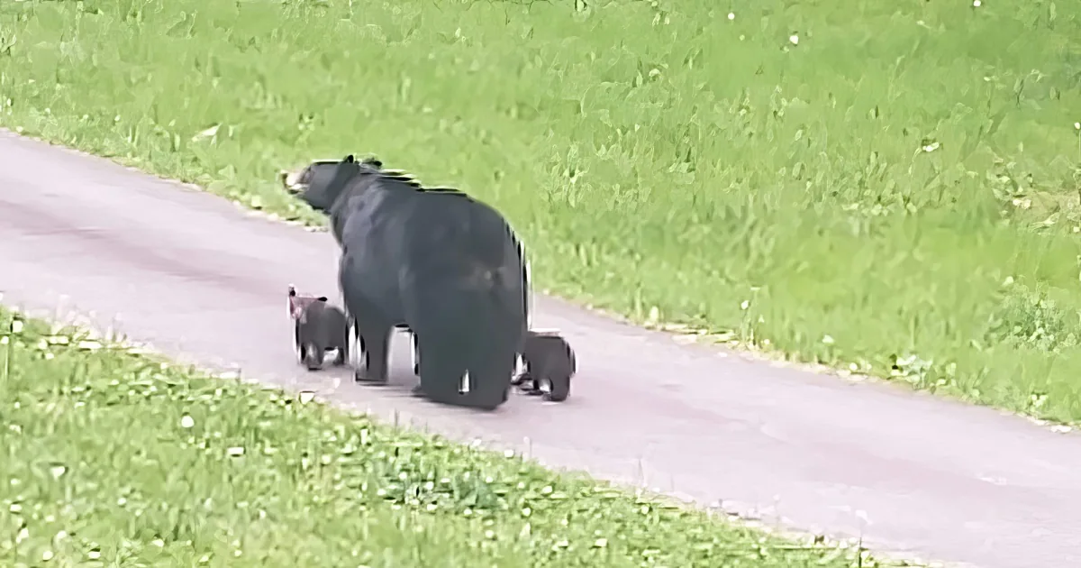 Momma bear and cubs