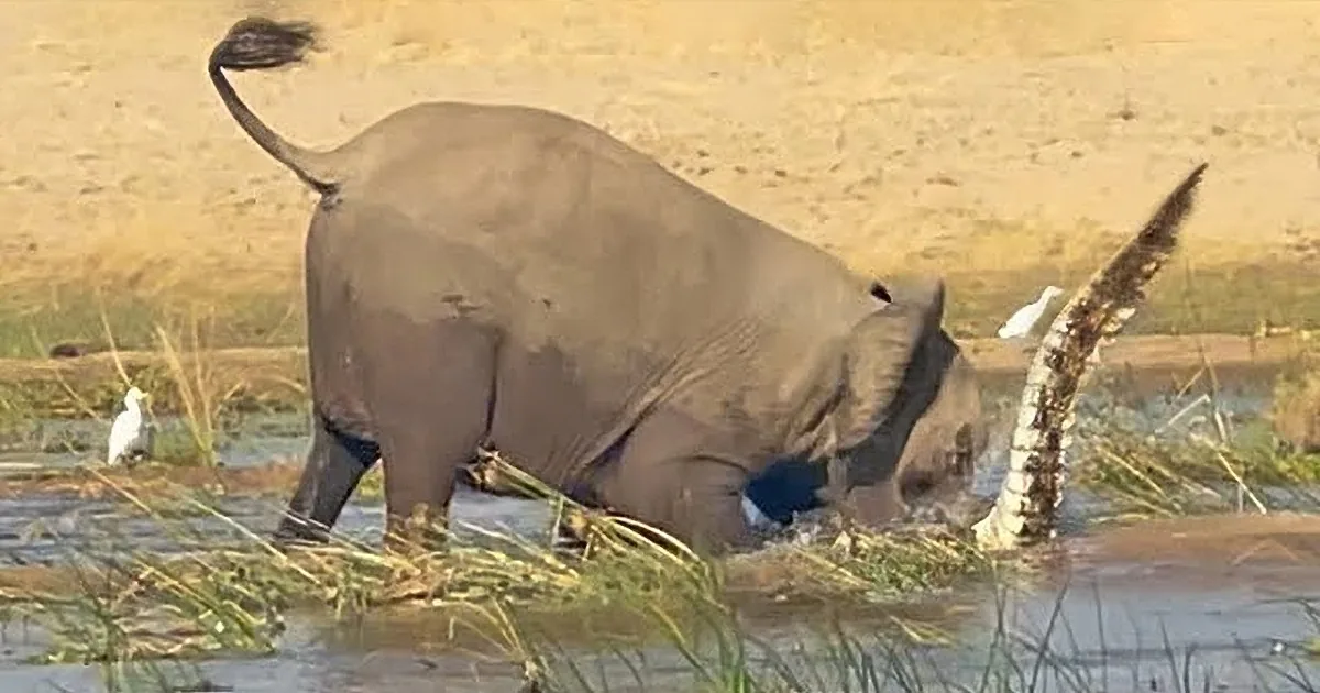 Brave Mamma Elephant Protects Baby From Crocodile