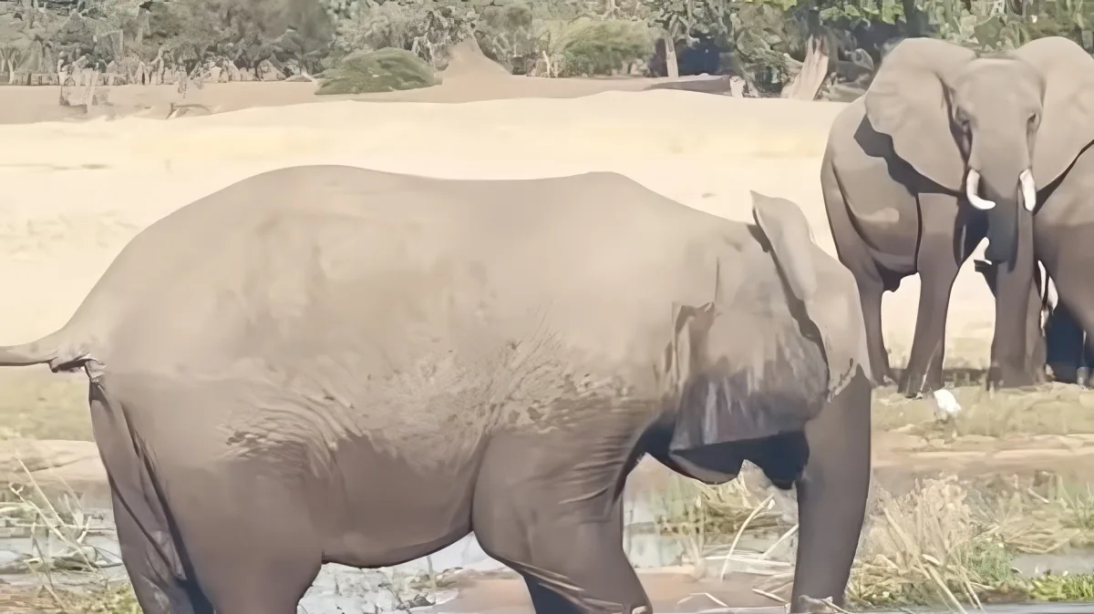 An elephant is walking in a dry, grassy area with another elephant in the background.