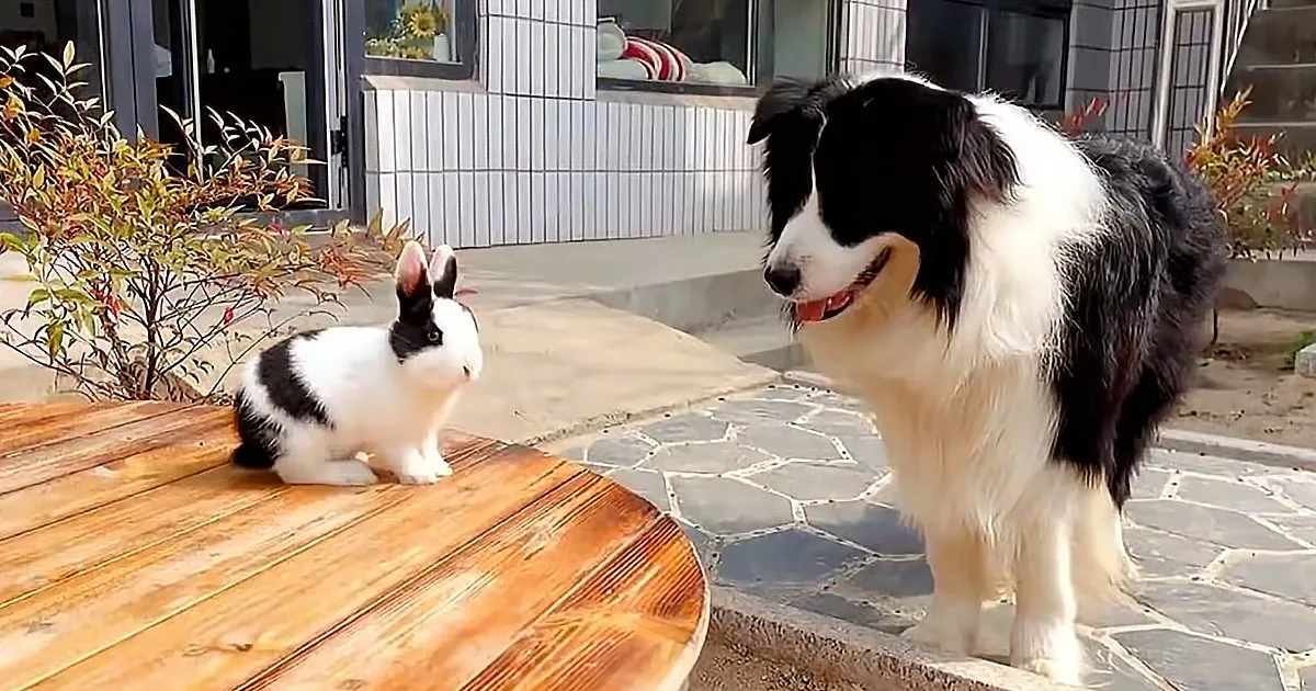 A black-and-white rabbit sits on a wooden table, facing a black-and-white dog standing on a stone patio.