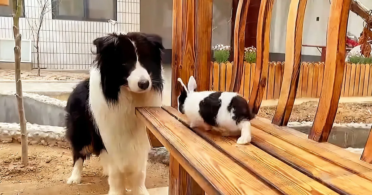 Sweet dog and bunny