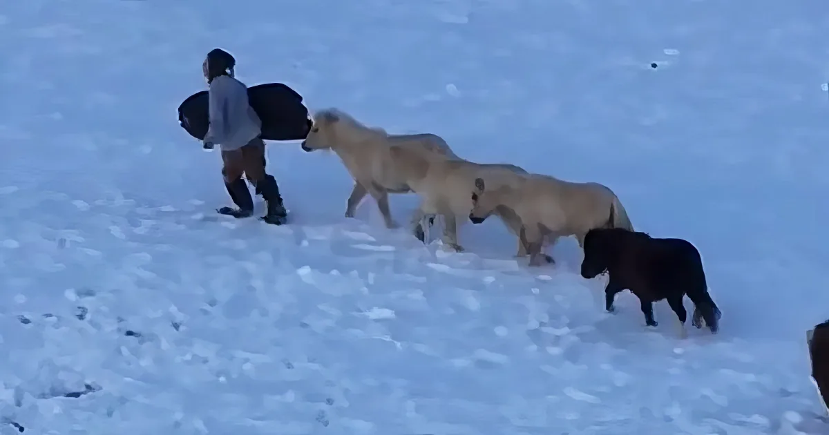 Herd of miniature horses
