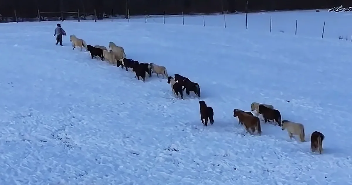 Herd of Miniature Horses Chases Boy on Sled