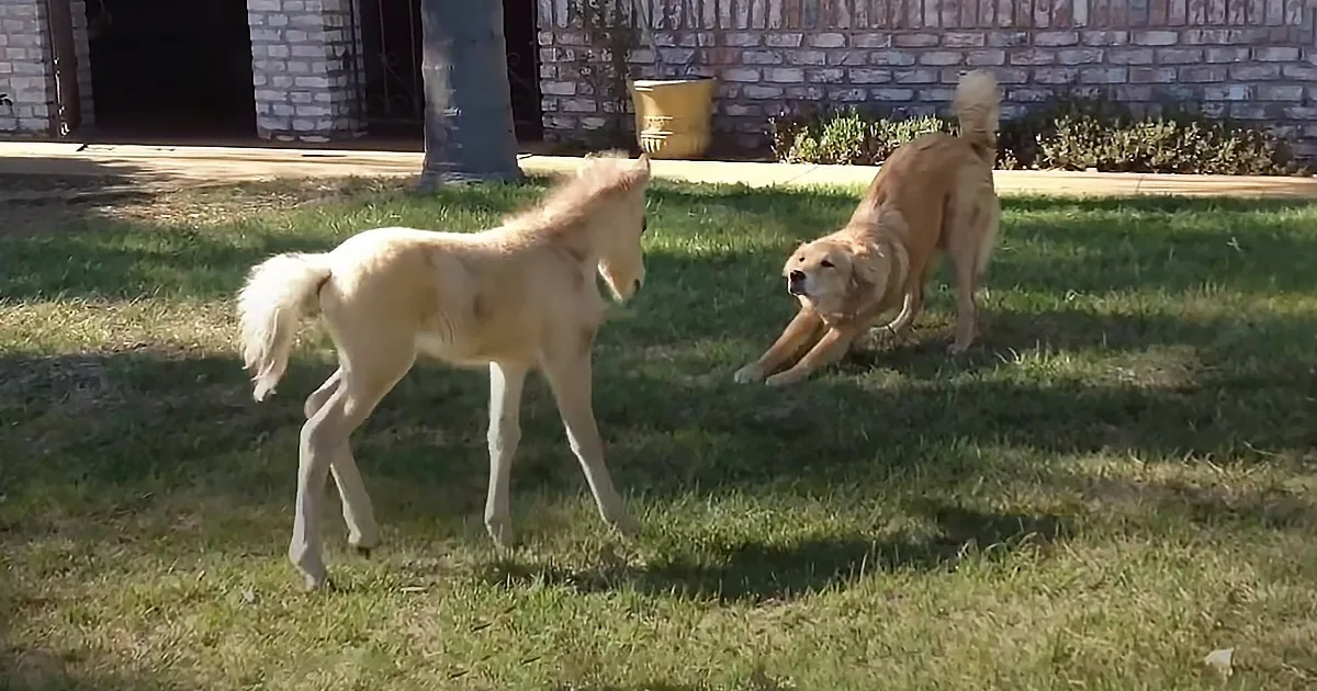 Tiny Miniature Horse and Golden Retriever Become Best Friends