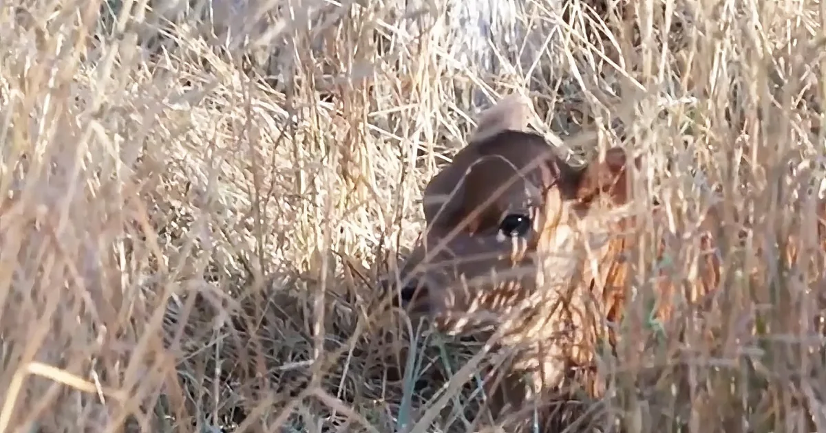 Scared Mama Cow Hides Calf From Humans Only to Be Pleasantly Surprised