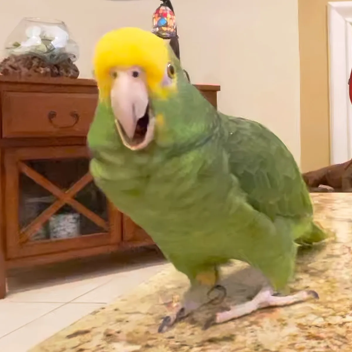 A green parrot with a yellow head and white beak stands on a countertop, mouth open, in a room with a fish tank and...
